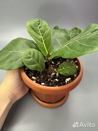 Фикус лирата колумнарис