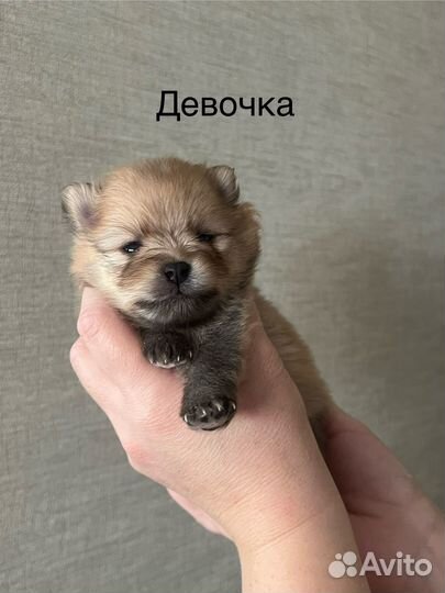 Щенки померанского шпица