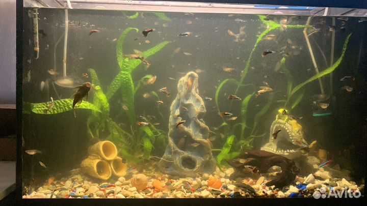 Аквариумные рыбы