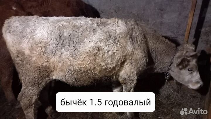 Коровы дойные молочные, бычки, тёлки