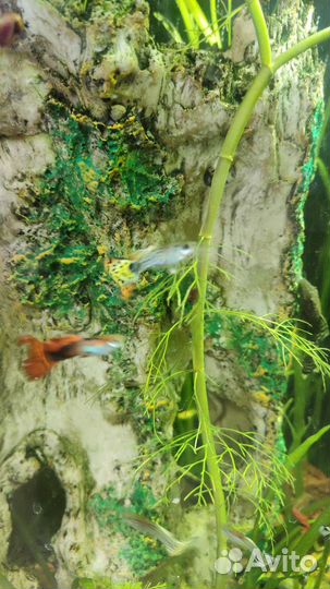 Гуппи, креветки, меченосцы, аквариум