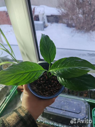 Спатифилум