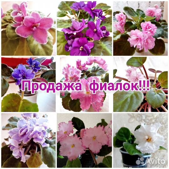 Сортовые фиалки