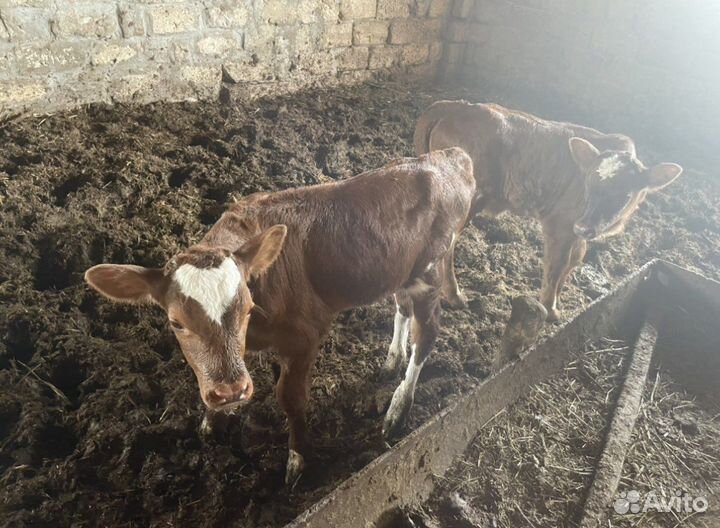 Коровы бычками продаеться парой