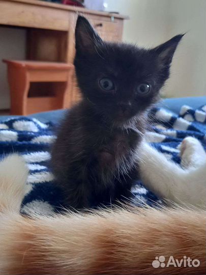 Котята в добрые руки бесплатно