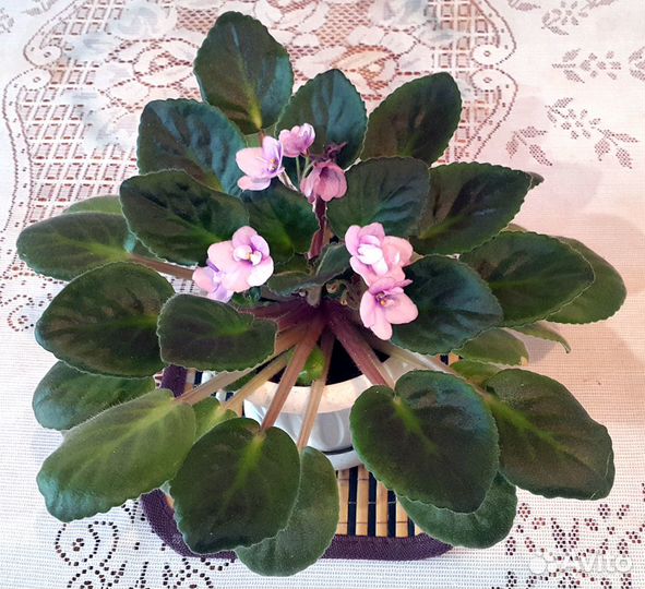 Фиалка Поль Баньян (Storytella)