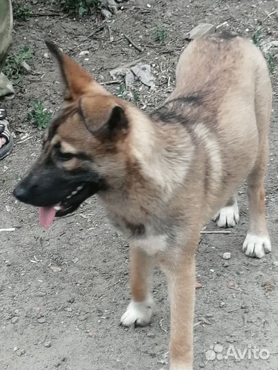 Метис овчарка