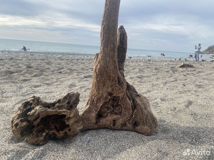 Коряги дрифтвуд
