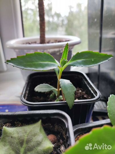 Каланхоэ лечебное