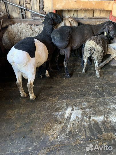 Бараны элита