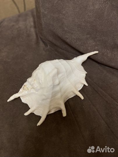 Морские ракушки раковины