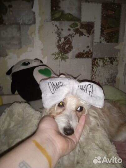 Китайская хохлатая в добрые руки