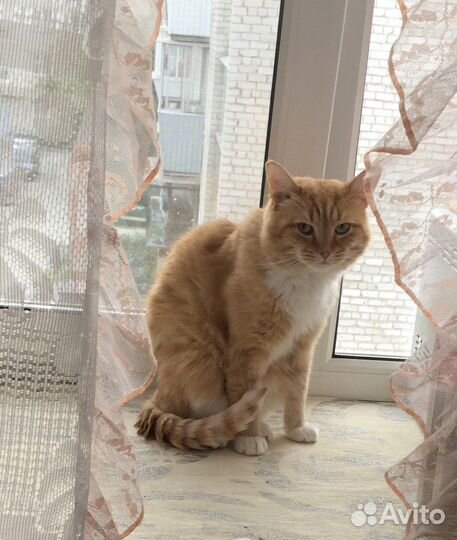 Рыжий кот