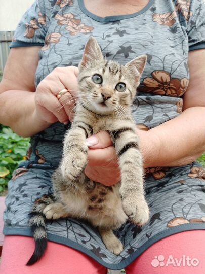 Котёнок