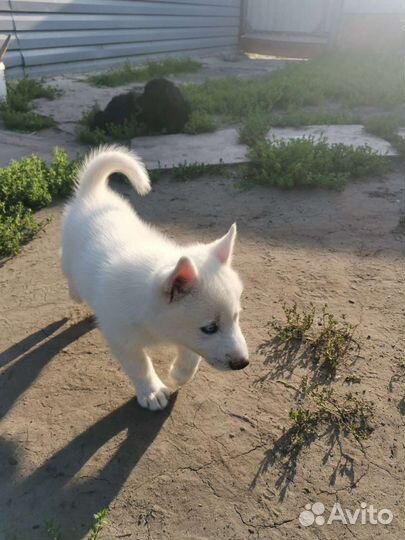 Щенки сибирский хаски