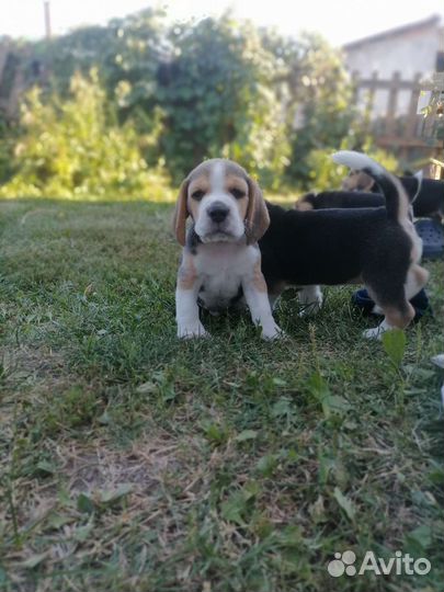 Щеночки Бигль