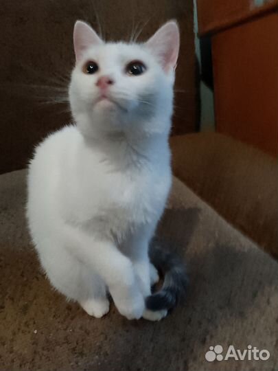 Кошечка Маняша