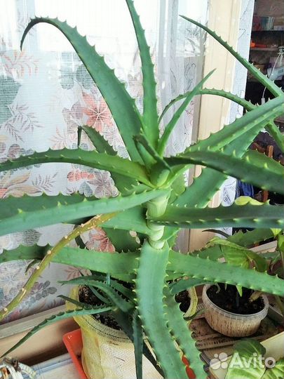 Алое (Столетник)