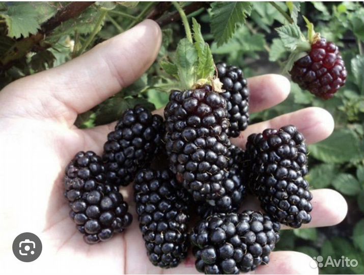 Саженцы ежевики, черной смородины