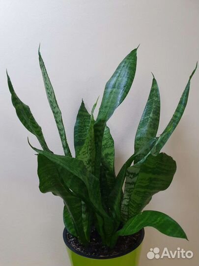 Сансевиерии разные, хлорофитум