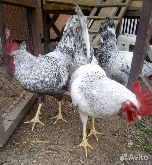 Породные куры