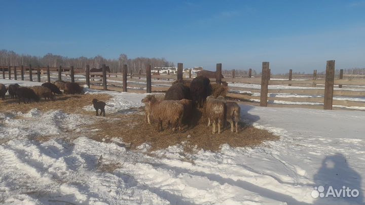 Курдючные бараны овцы