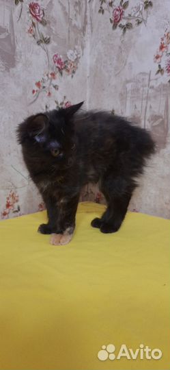 Курилький бобтейл девочка