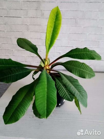 Распродаю комнатные растения