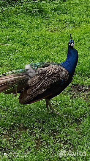 Индийский павлин