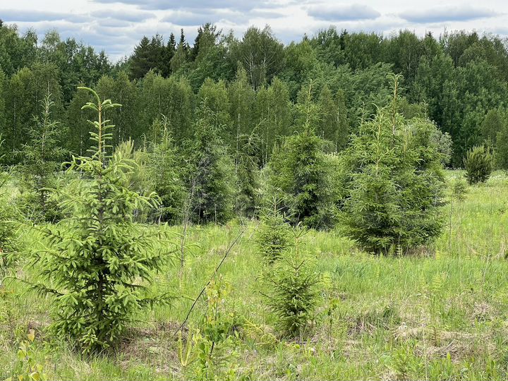 Участок 8,99 га (СНТ, ДНП)