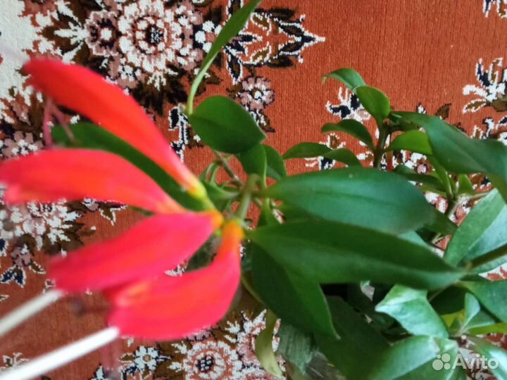 Эсхинантус жар птица