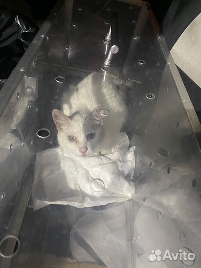 Турецкая ангора кхао мани белая кошка