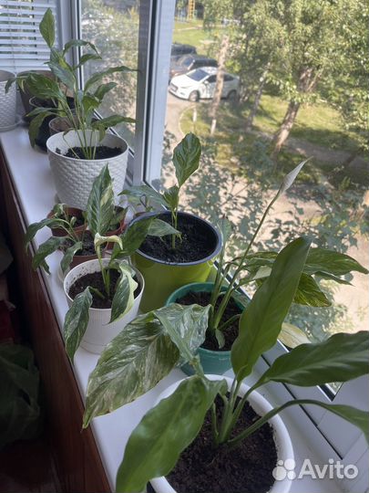 Спатифиллум пятнистый (женское счастье)