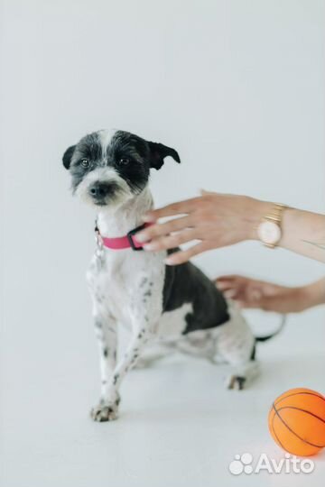 Маленькая собака в добрые руки