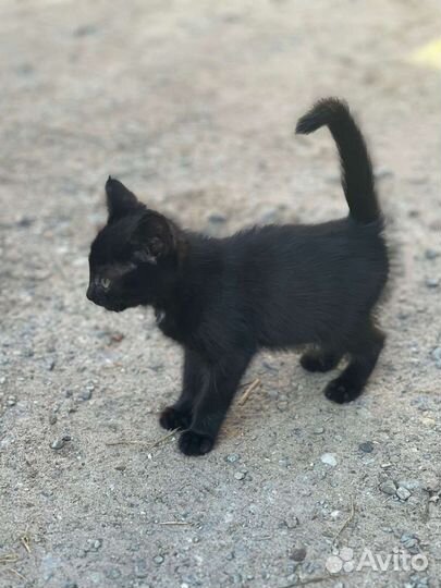 Котята в дар бесплатно