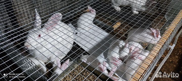 Белый Паннон