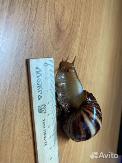 Улитка ахатина, Иммакуляты, расказываю об уходе