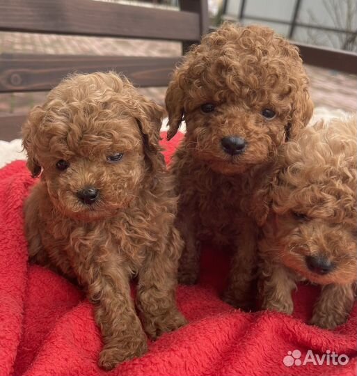 Теди пудель мини