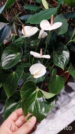 Калатея, равен, маранта, антуриум, Эпифиллум