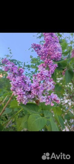 Сирень махровая