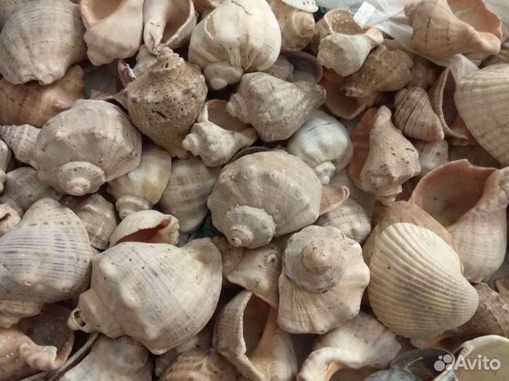 Морские ракушки раковины