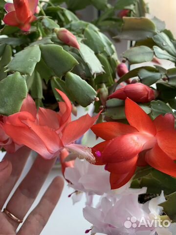 Декабрист оранжевый, малиновый, белый, красный