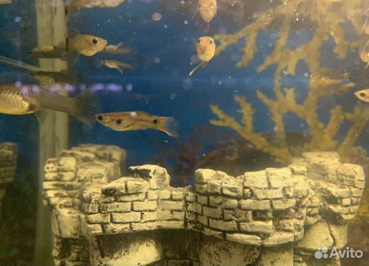 Рыбки гуппи