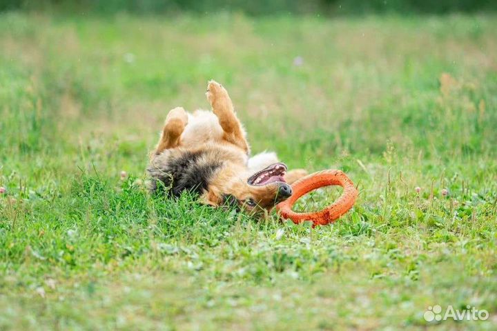 Пёс Коржик в добрые руки