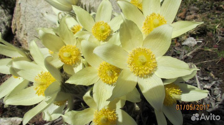 С О Н -Т Р А В А