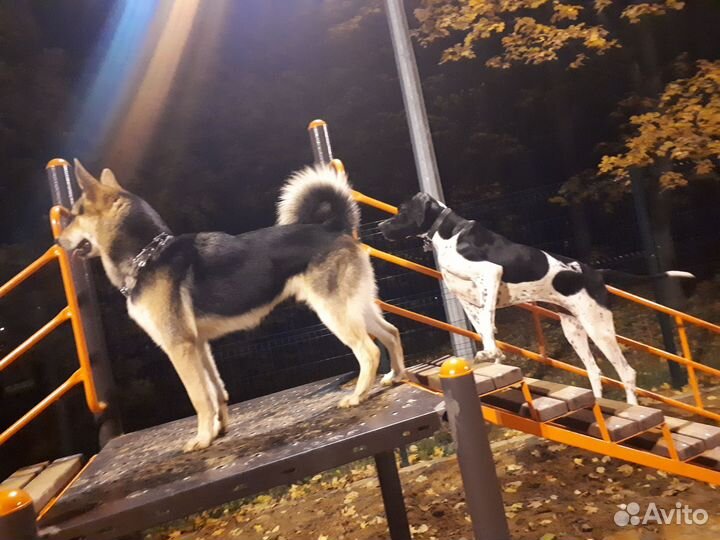 Кинолог-хендлер