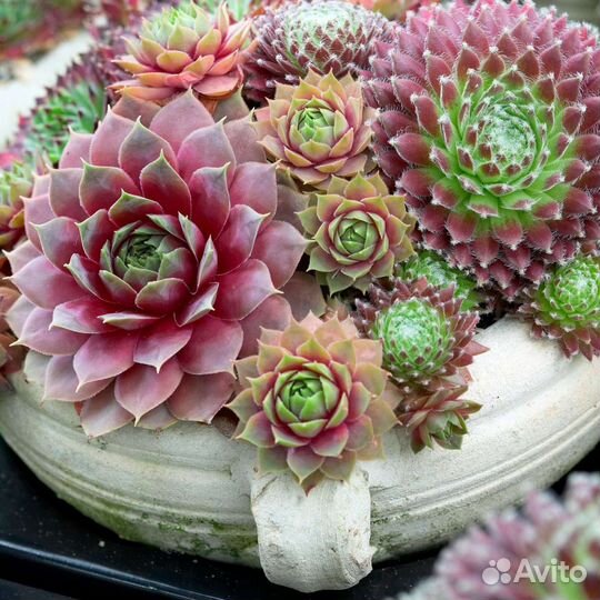 Суккуленты Молодило, Каменная роза