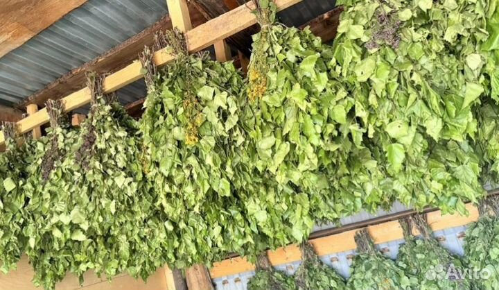 Свежие венички пихта,липа, можжевельник