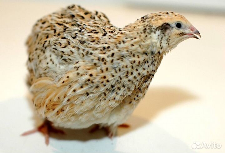 Перепелки несушки