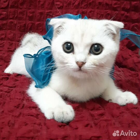 Шотландские котята шиншиллы